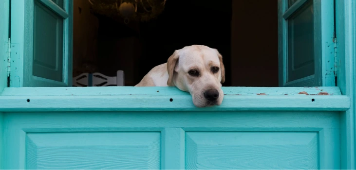 Blast Auxiliary open windows to fight pet odors